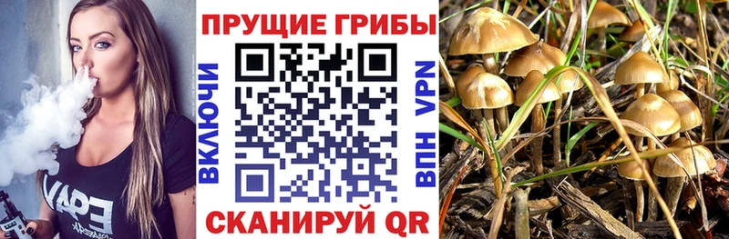 Псилоцибиновые грибы Psilocybe  сайты даркнета какой сайт  Тамбов 